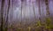 Mystic forest in fog. Moody forest wallpaper. Fairy woodland in mist. Spooky woods in mountain. Alps landscape.