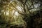 Mystic forest landscape, overgrown trees and roots, Tenerife