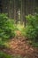 Mystic forrest path spooky creepy trail cloudy summer