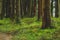 Mystic green forest ground with roots on Soa Miguel, Azores, Portugal