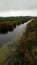 Mystic landscape, mystical swamp, landscape, nature, marsh plants. Gray and silver sky.