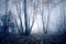 Mystic morning foggy forest landscape