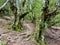 Mystic oak forest at Col de Vizzavona. Corsica, France.