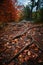 Mystic path in the forest