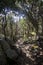 A mystic path on top of Mount Clarence in Albany