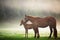 Mystic sunrise over the mountain. Wild horse grazing in the mead