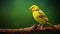 Mystic Symbolism: Yellow Finch On Branch In Bold Saturation Innovator Style