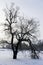 Mystic tree on a frozen lake