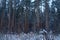 Mystic winter forest in russia. Concept of winter holidays and New Year holidays