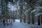 Mystic winter forest in russia. Concept of winter holidays and New Year holidays