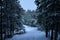 Mystic winter forest in russia. Concept of winter holidays and New Year holidays