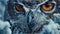 Mystic winter Stare: The Owl\\\'s Eye