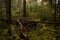 mystic wooden landscape in forest