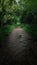 Mystic Woodland Walk in Devon UK