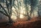 Mystical autumn forest in fog. Magical old trees