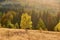 Mystical autumn landscape in the Ukrainian Carpathians. A small tree illuminated by the setting sun