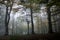 mystical autumn misty Carpathian forest on the slopes of Pikuy peak in Ukraine