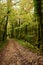 Mystical beautiful mossy forest scenery, France