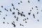 Mystical birds fly through the sky