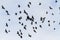 Mystical birds reveal wings flying through the sky