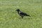 Mystical black raven on a green meadow