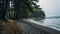 Mystical Black Sand Beach With Deciduous Trees And Rainy Weather