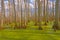 Mystical Colors in a Cypress Swamp