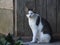 Mystical Contrasts: Grey, White, and Black Cat Posing Against a Rustic Wooden Wall