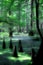 Mystical cypress swamp