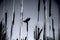 Mystical Dark Black Bird Creepy, Horror, Scary, Halloween on Distaff Plant on a Lake Twilight Dawn Mysterious Scary Horror Ambient