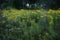 Mystical Dark Forest Haunted Garden, Yellow Flowers Field, Dangerous, Creepy Horror, Gothic Style Scary, Autumn, Mysterious Nature