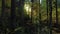 Mystical dark forest wild nature wood tracking