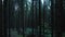 Mystical dark forest wild nature wood tracking