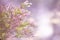 Mystical defocused background with purple heather bushes and nice bokeh circles. Author processing of the photo. Copy space.
