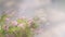 Mystical defocused background with purple heather bushes and nice bokeh circles. Author processing of the photo. Copy space.