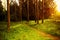 Mystical dense forest with footpath shimmering sunlight.