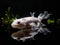 The Mystical Display of the Axolotl in Freshwater