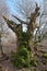 Mystical face of old dead tree trunk in the forest