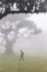 Mystical Fanal laurisilva forest at Madeira island, Portugal