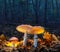 Mystical fly agarics glow in a mysterious dark forest. Fairytale background for Halloween