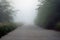 Mystical fog on a country road