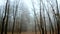 Mystical foggy autumn forest