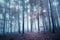 Mystical foggy autumn season forest