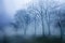 Mystical foggy forest in late Autumn. Fairy Mysterious Forest. Mystical atmosphere. Paranormal another world.