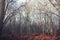 A mystical forest bathed in autumn sunlight atmosphere