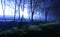 Mystical forest in blue