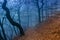 Mystical forest in blue fog in autumn.Scenery with path in dreamy foggy forest.Path to adventure.Dark moody forest with a pathway