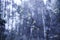 Mystical Forest Dark Blooming Nature Purity Blue Scary Haunted Woods 