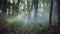 Mystical forest with fog. The morning sun breaks through the foliage with rays