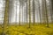 Mystical forest with fog and yellow foliage